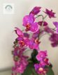 Orchidea asztaldísz 60 cm