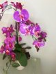 Orchidea asztaldísz 60 cm
